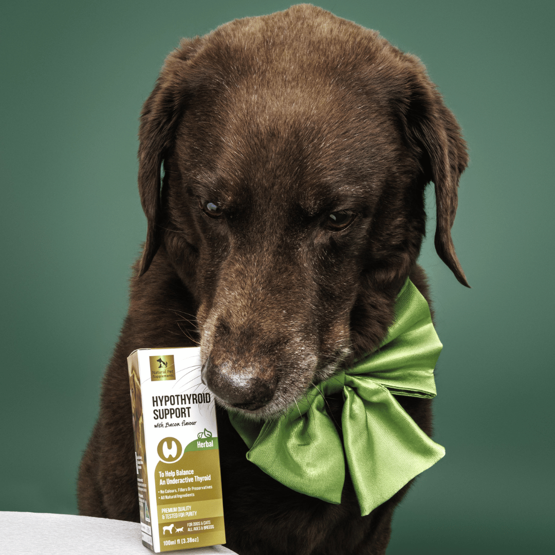 Hypothyroid Support Herbal For Dogs Natural Pet Supplements Natural Pet Supplements Australia